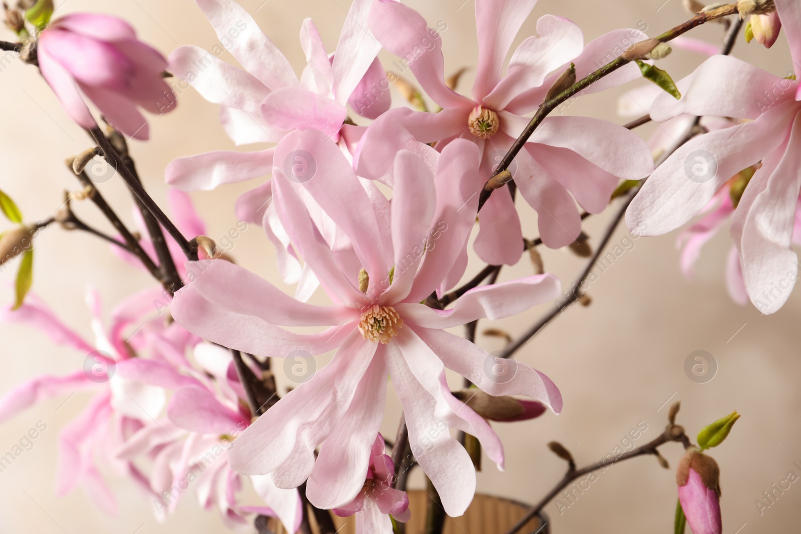 Photo of Magnolia tree branches with beautiful flowers on beige background, closeup