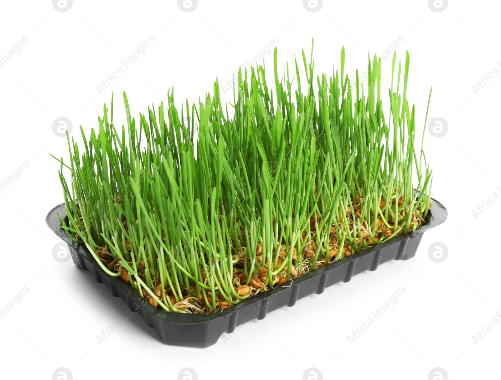 Photo of Container with sprouted wheat grass seeds on white background