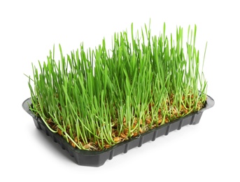 Photo of Container with sprouted wheat grass seeds on white background