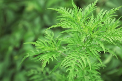 Photo of Ragweed plant (Ambrosia genus) outdoors. Seasonal allergy