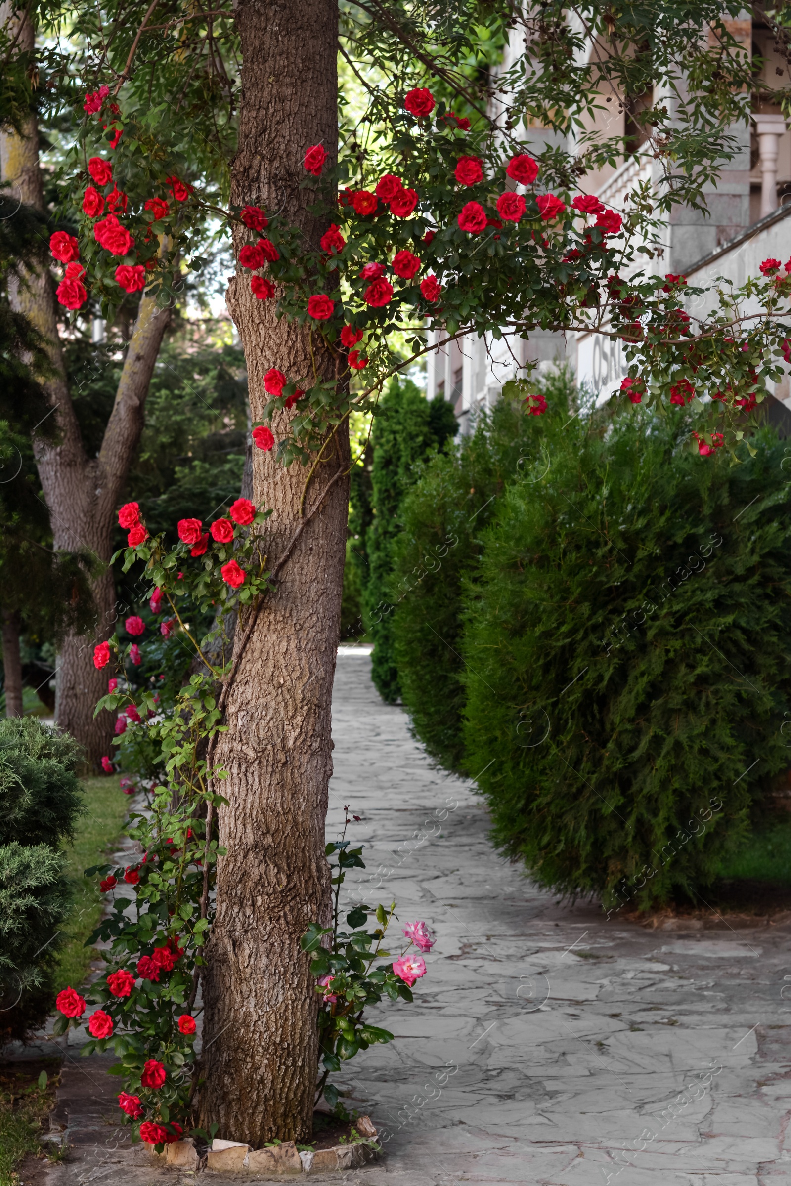 Photo of Beautiful blooming rose bush climbing on tree outdoors