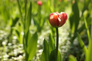 Photo of Beautiful bright tulip growing outdoors on sunny day, closeup. Space for text