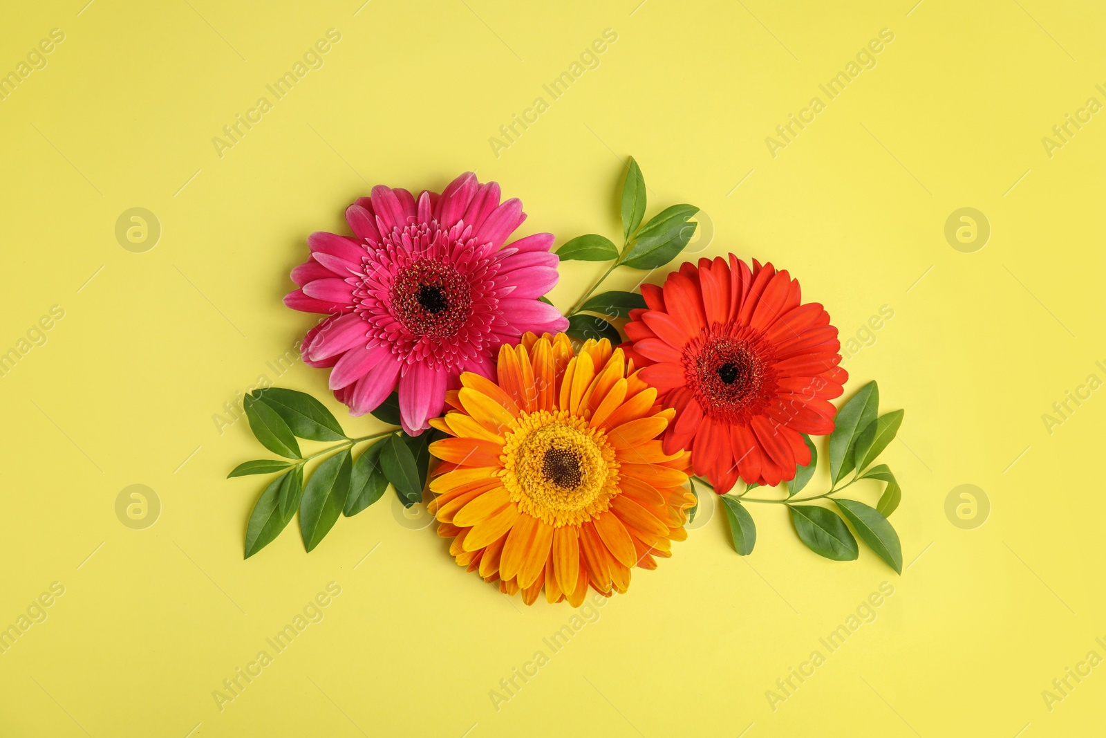 Photo of Flat lay composition with beautiful bright gerbera flowers on color background