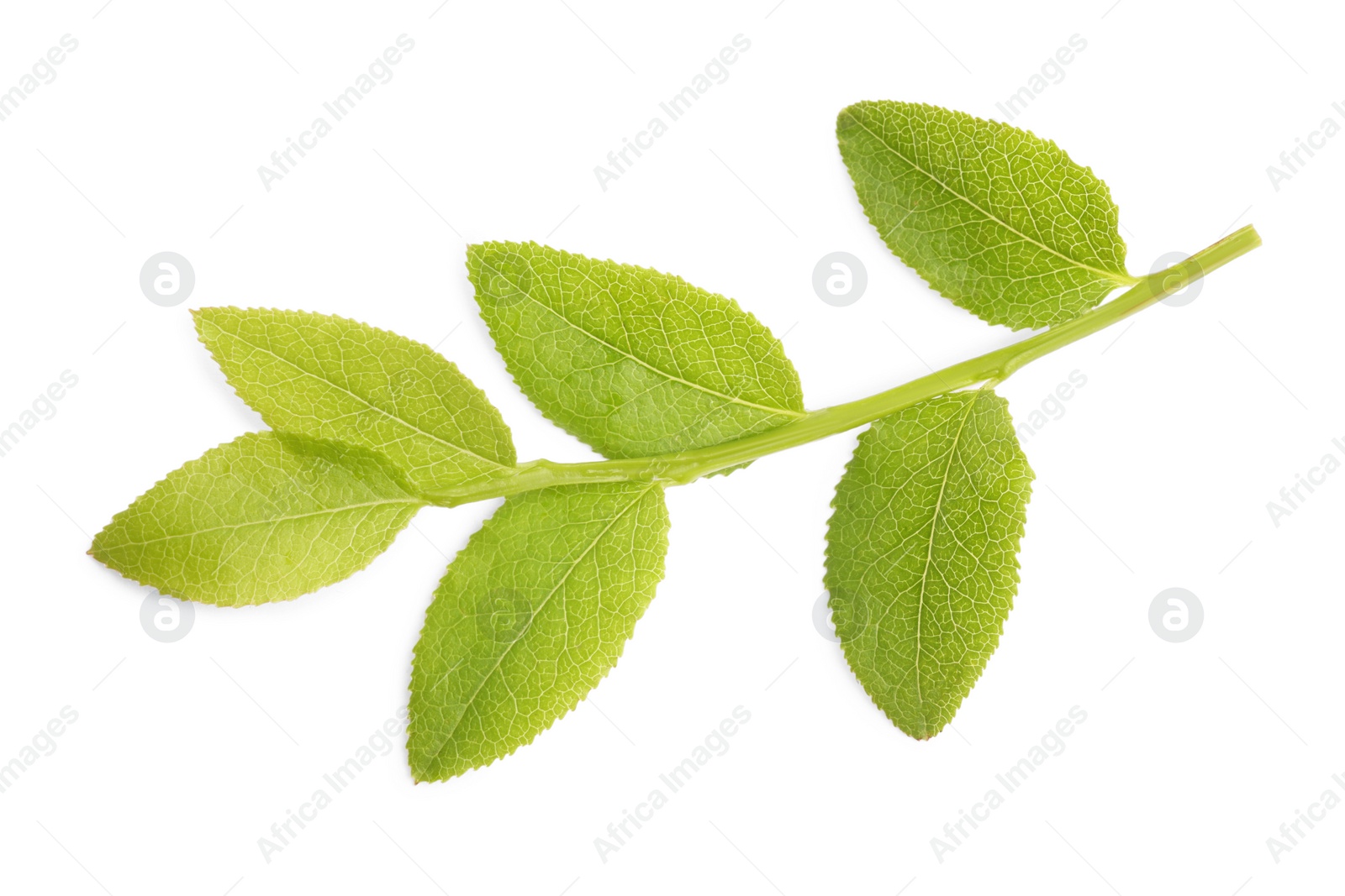 Photo of Bilberry twig with fresh green leaves isolated on white, top view