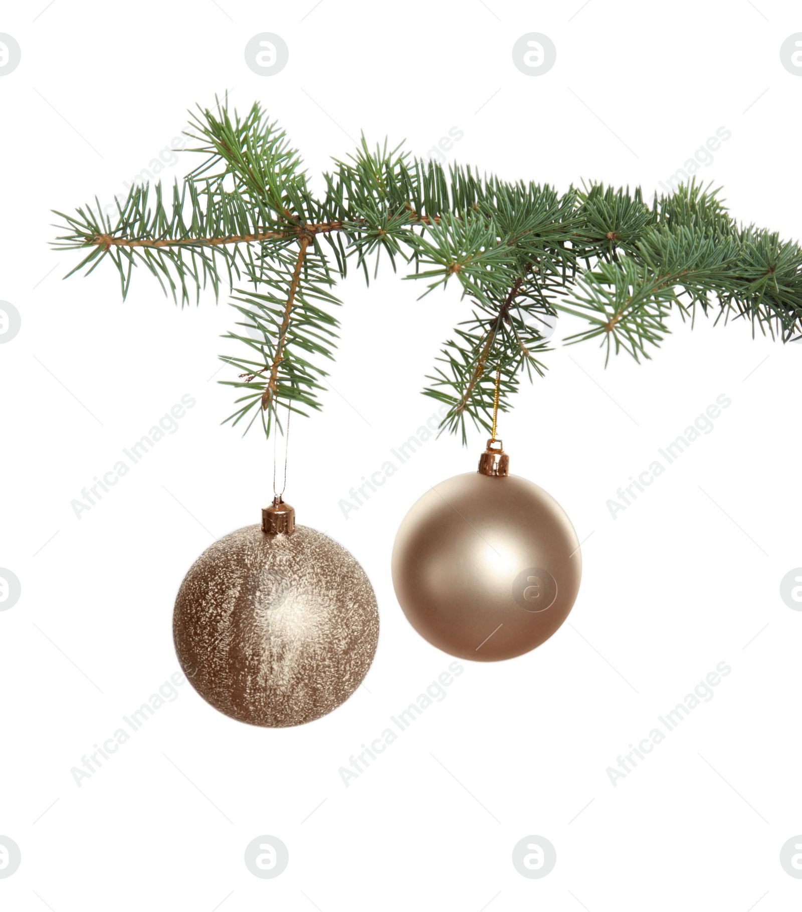 Photo of Christmas tree branch with balls on white background