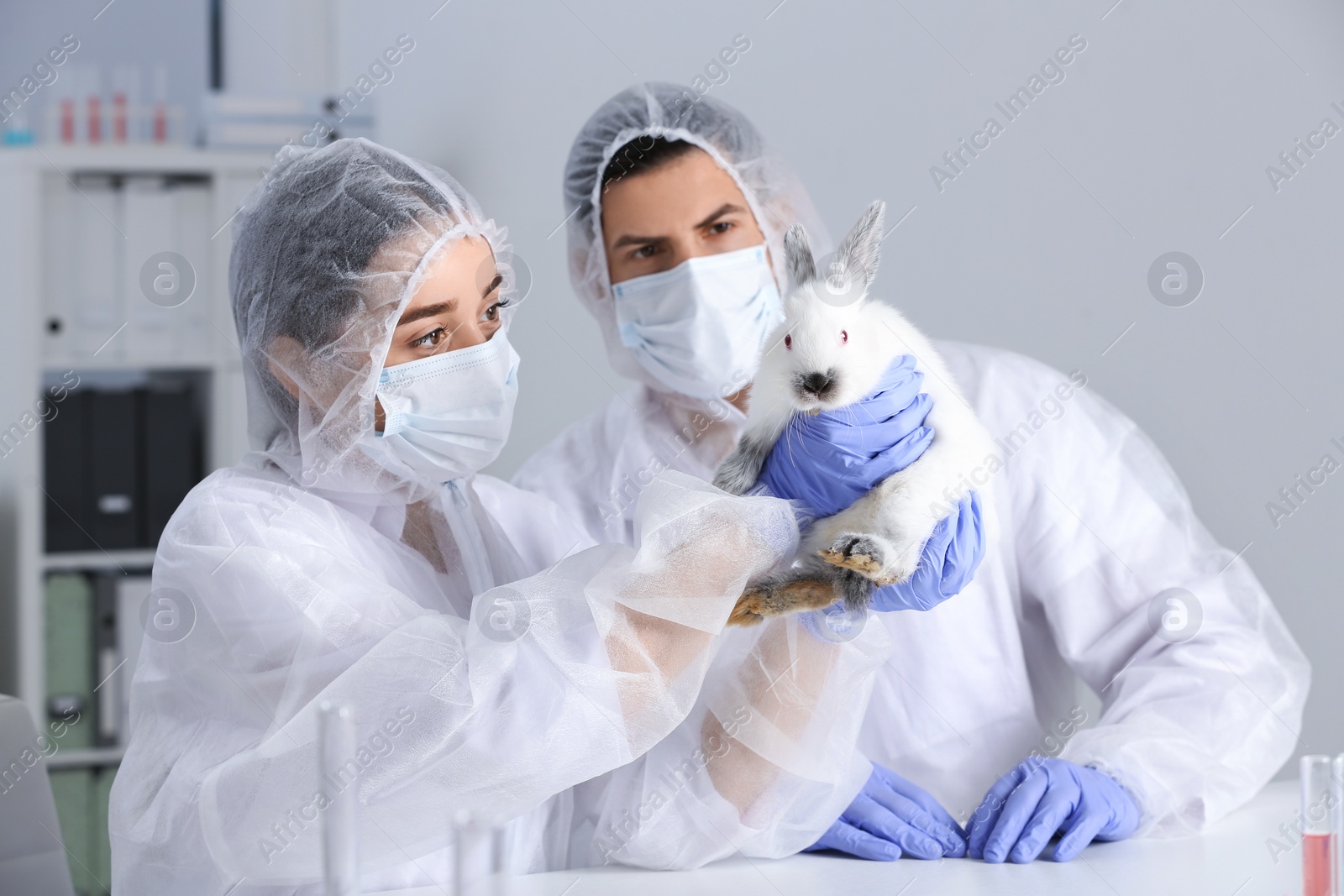 Photo of Scientists working with rabbit in chemical laboratory. Animal testing