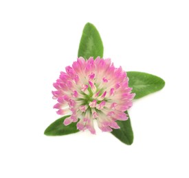 Photo of Beautiful blooming clover flower with green leaves on white background, top view