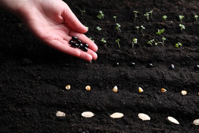 Woman with beans near fertile soil, closeup. Vegetable seeds