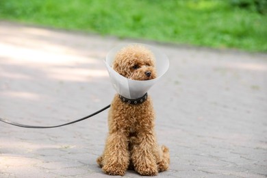 Cute Maltipoo dog with Elizabethan collar sitting on pavement outdoors