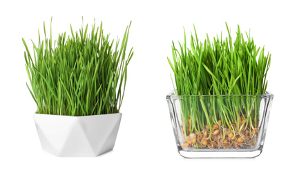 Bowls with fresh wheat grass on white background