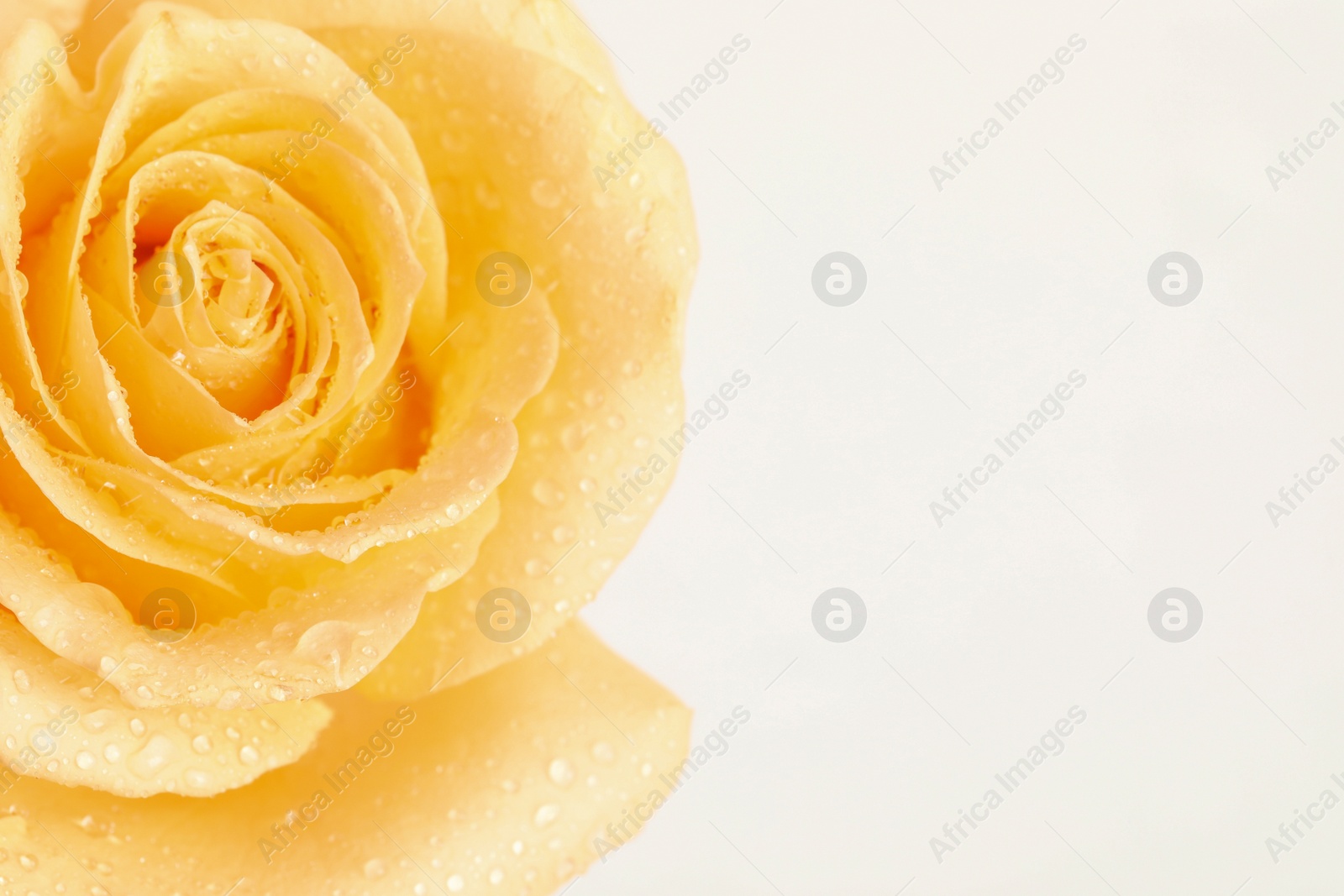 Photo of Beautiful yellow rose flower with water drops on white background, closeup