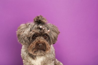 Photo of Cute Maltipoo dog and confetti on violet background, space for text. Lovely pet