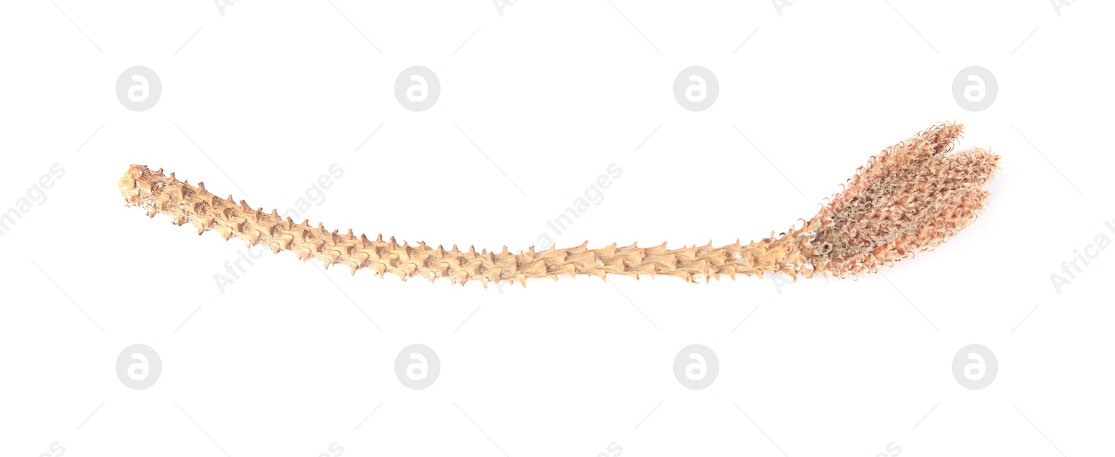 Photo of Dry tree twig without leaves isolated on white