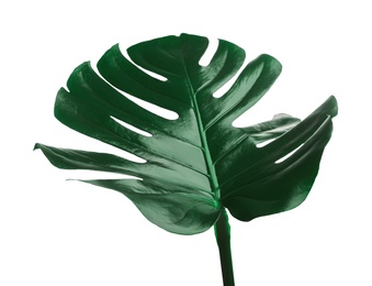 Beautiful monstera leaf isolated on white. Tropical plant