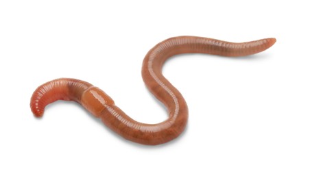 Photo of One earthworm isolated on white. Terrestrial invertebrates