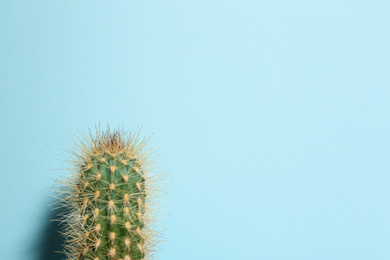 Beautiful cactus on light blue background, space for text