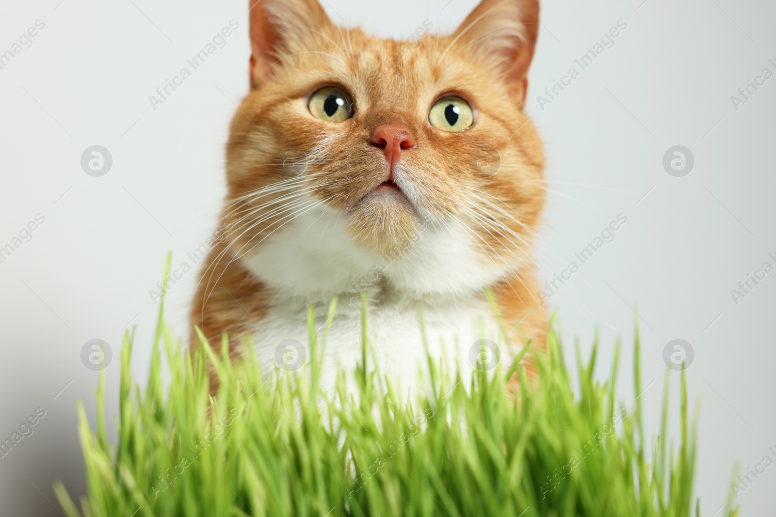 Photo of Cute ginger cat and green grass near light grey wall