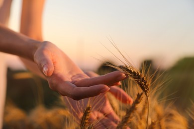 Photo of Woman in ripe wheat spikelets field, closeup