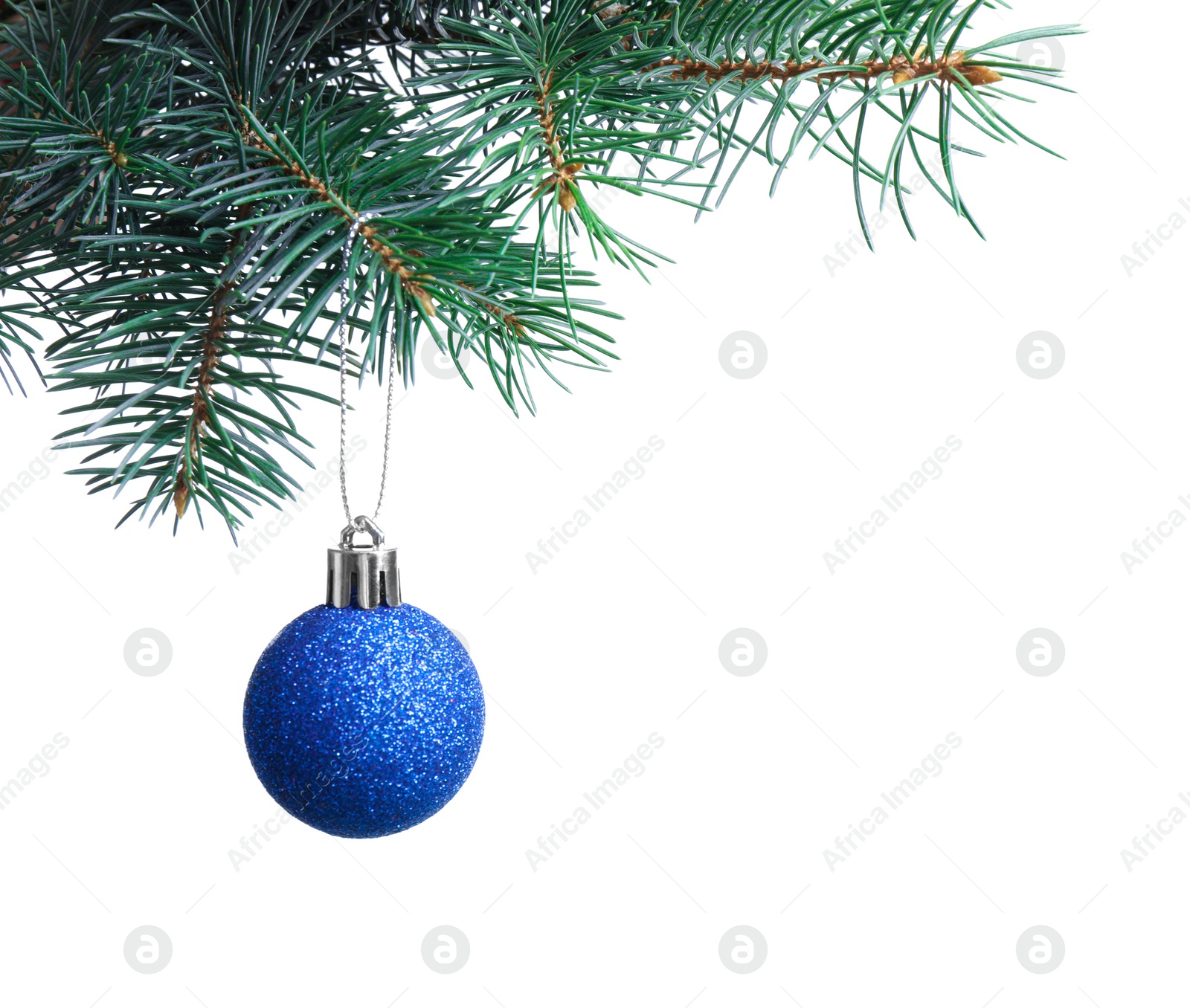 Photo of Blue Christmas ball hanging on fir tree branch against white background