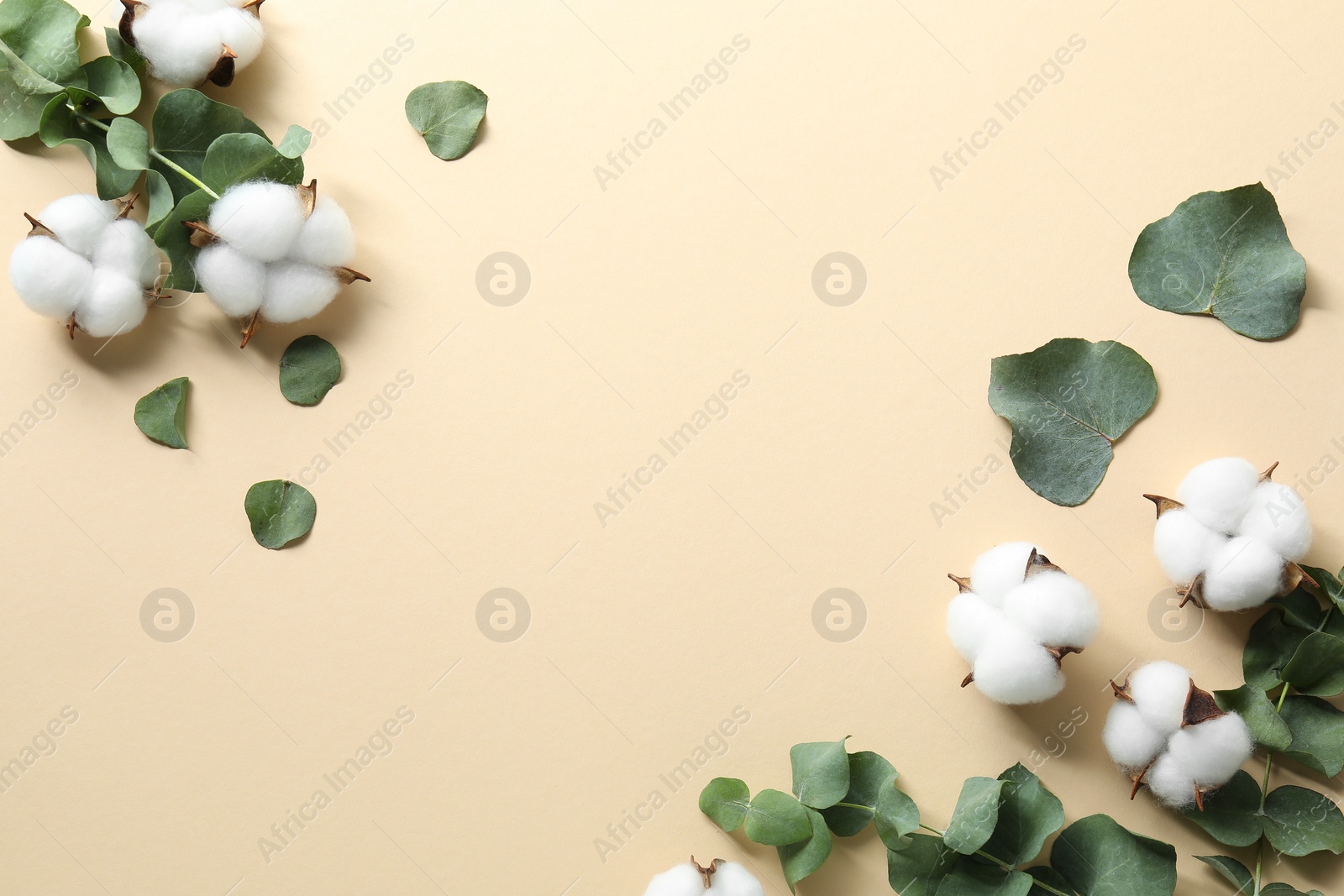 Photo of Cotton flowers and eucalyptus leaves on beige background, flat lay. Space for text