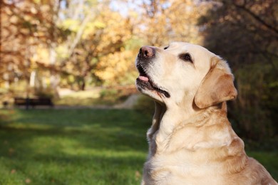 Photo of Cute Labrador Retriever dog in sunny autumn park. Space for text