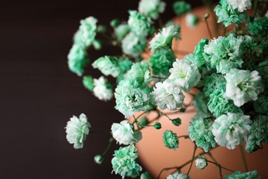 Beautiful dyed gypsophila flowers in vase on dark background, closeup