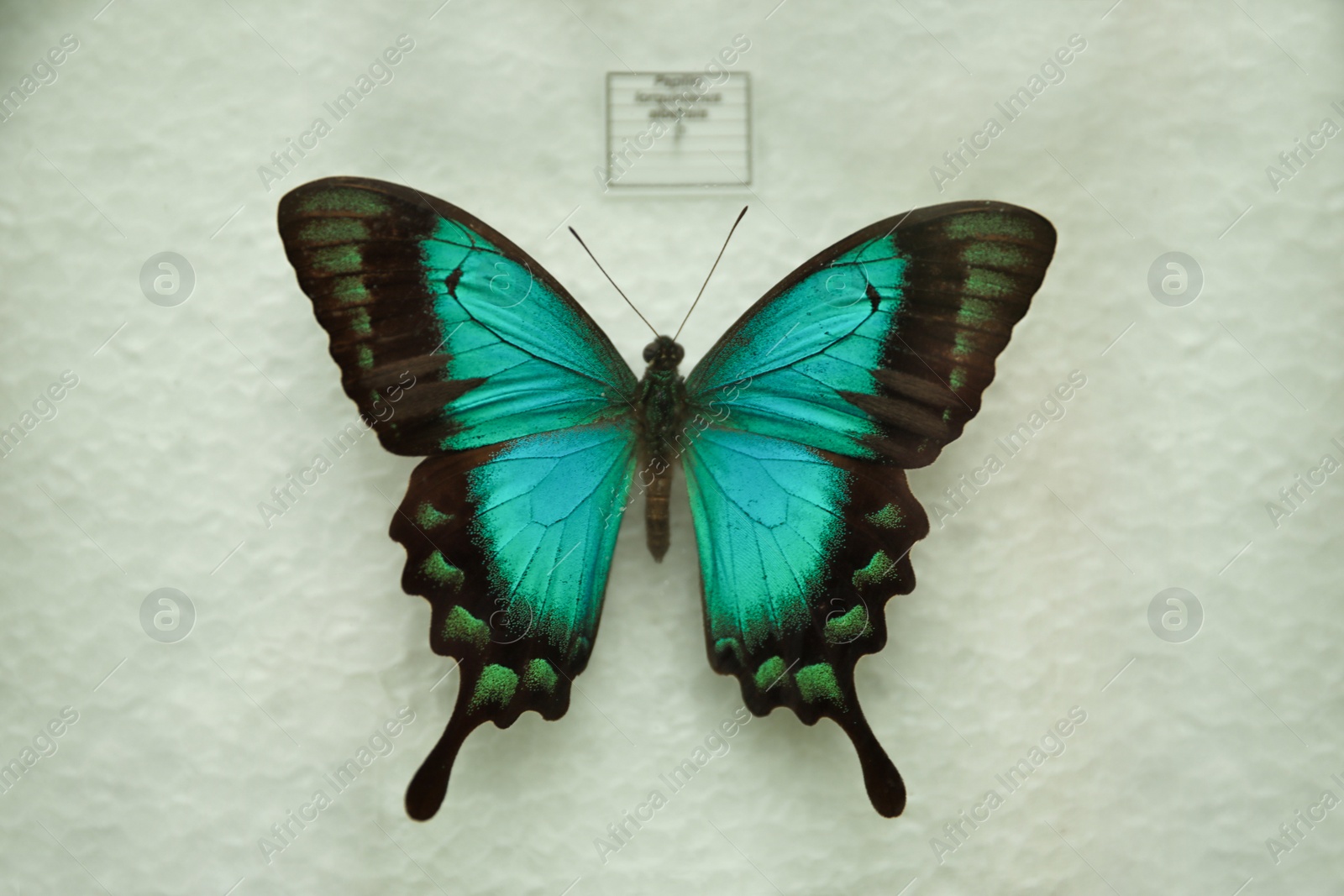 Photo of Beautiful Papilio lorquinianus albertisi butterfly on white background