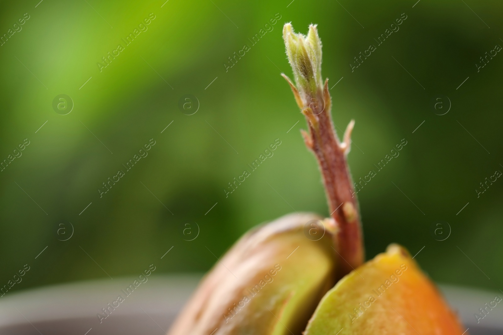 Photo of Avocado pit with sprout on blurred background, closeup. Space for text