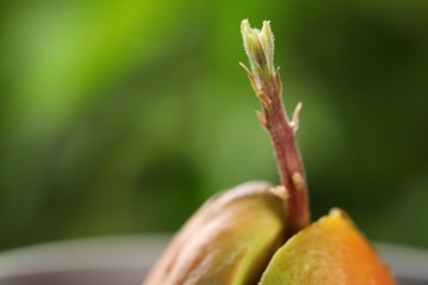 Avocado pit with sprout on blurred background, closeup. Space for text