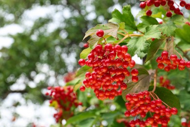 Photo of Beautiful viburnum shrub with ripe berries outdoors