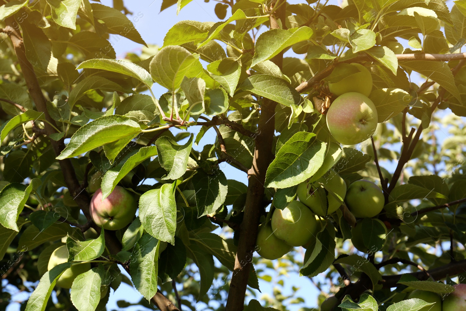 Photo of Apple tree with fresh and ripe fruits on sunny day