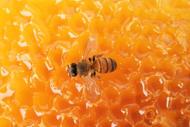 Photo of Beautiful bee on honeycomb, closeup. Domesticated insect