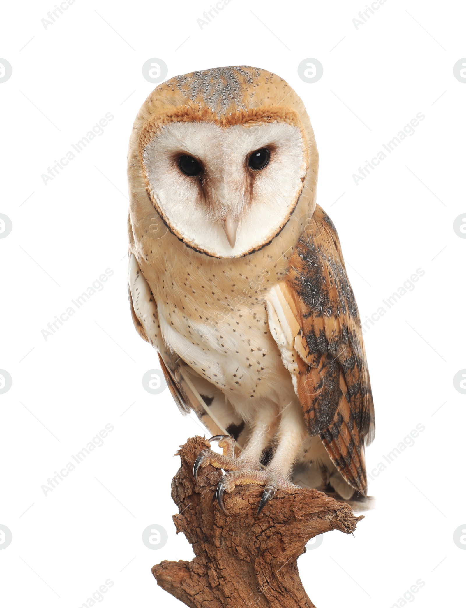 Photo of Beautiful common barn owl on twig against white background