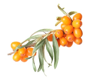 Photo of Sea buckthorn branch with ripe berries and leaves on white background