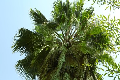 Beautiful palm tree with green leaves against blue sky, low angle view