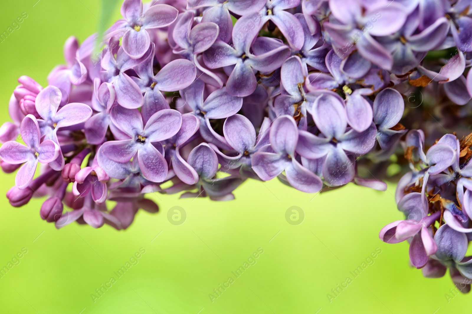 Photo of Beautiful blossoming lilac flowers on color background, closeup. Space for text