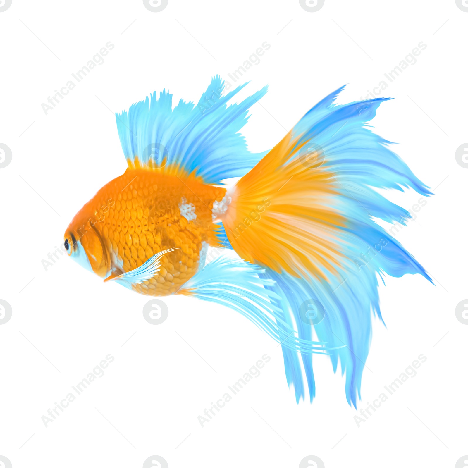 Image of Beautiful colorful betta fish on white background 