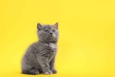 Photo of Cute little grey kitten sitting on yellow background. Space for text