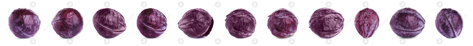 Image of Set of fresh red cabbages on white background. Banner design