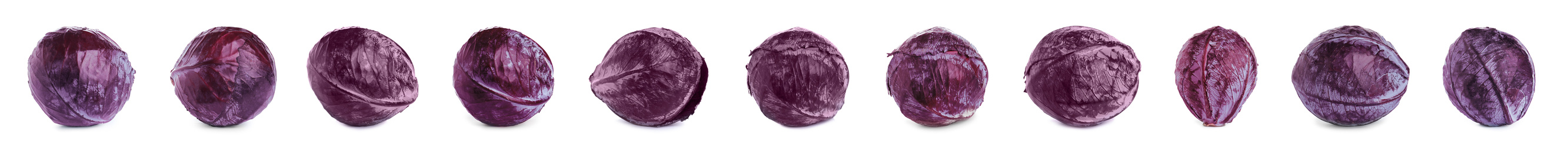 Set of fresh red cabbages on white background. Banner design