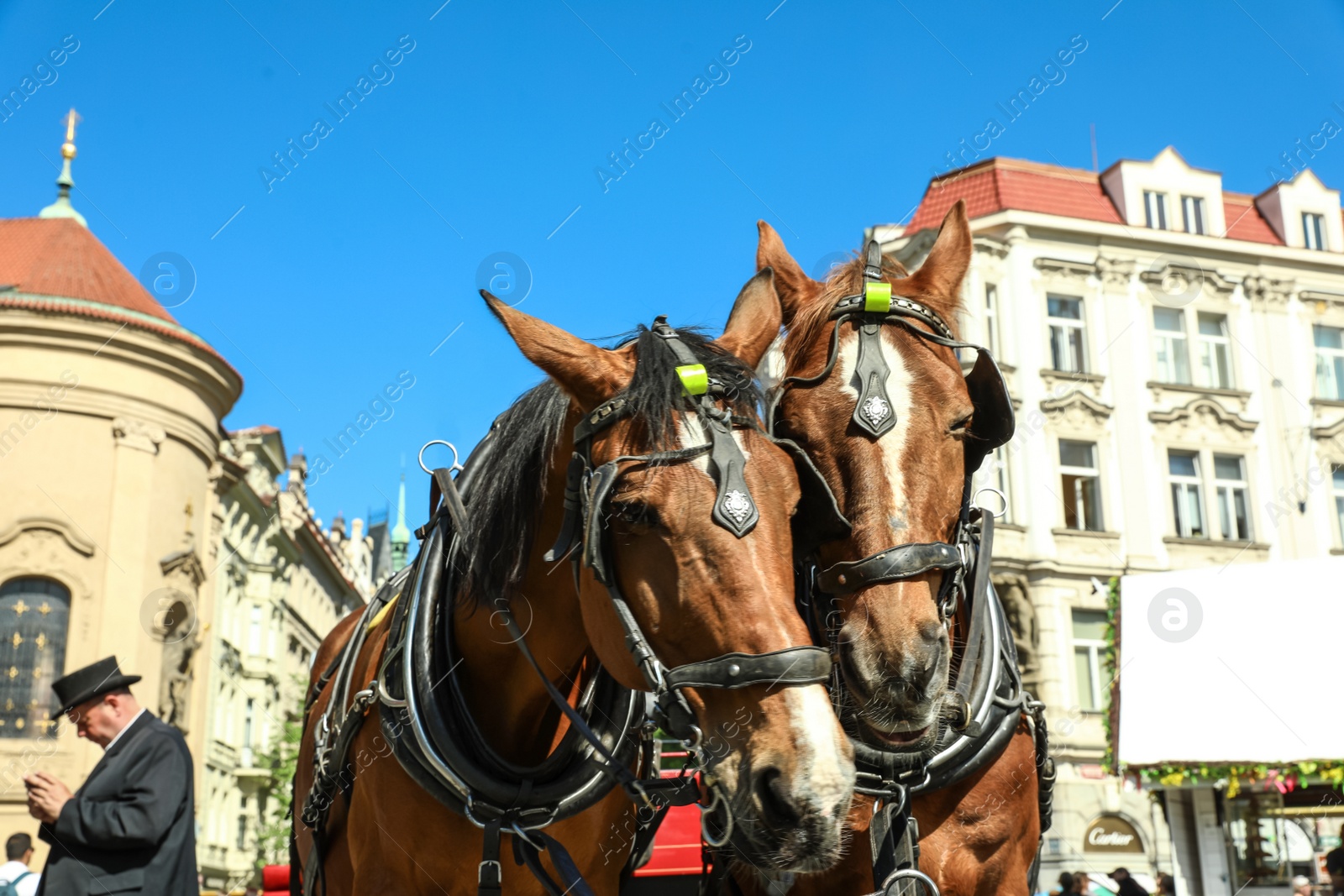 Photo of PRAGUE, CZECH REPUBLIC - APRIL 25, 2019: Harnessed horses with carriage on city street