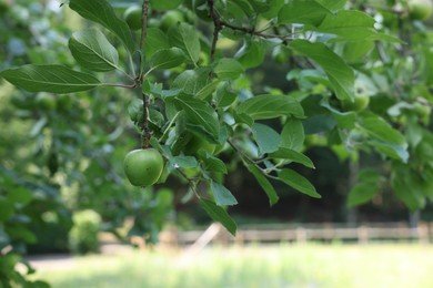 Branches of apple tree with fruits outdoors