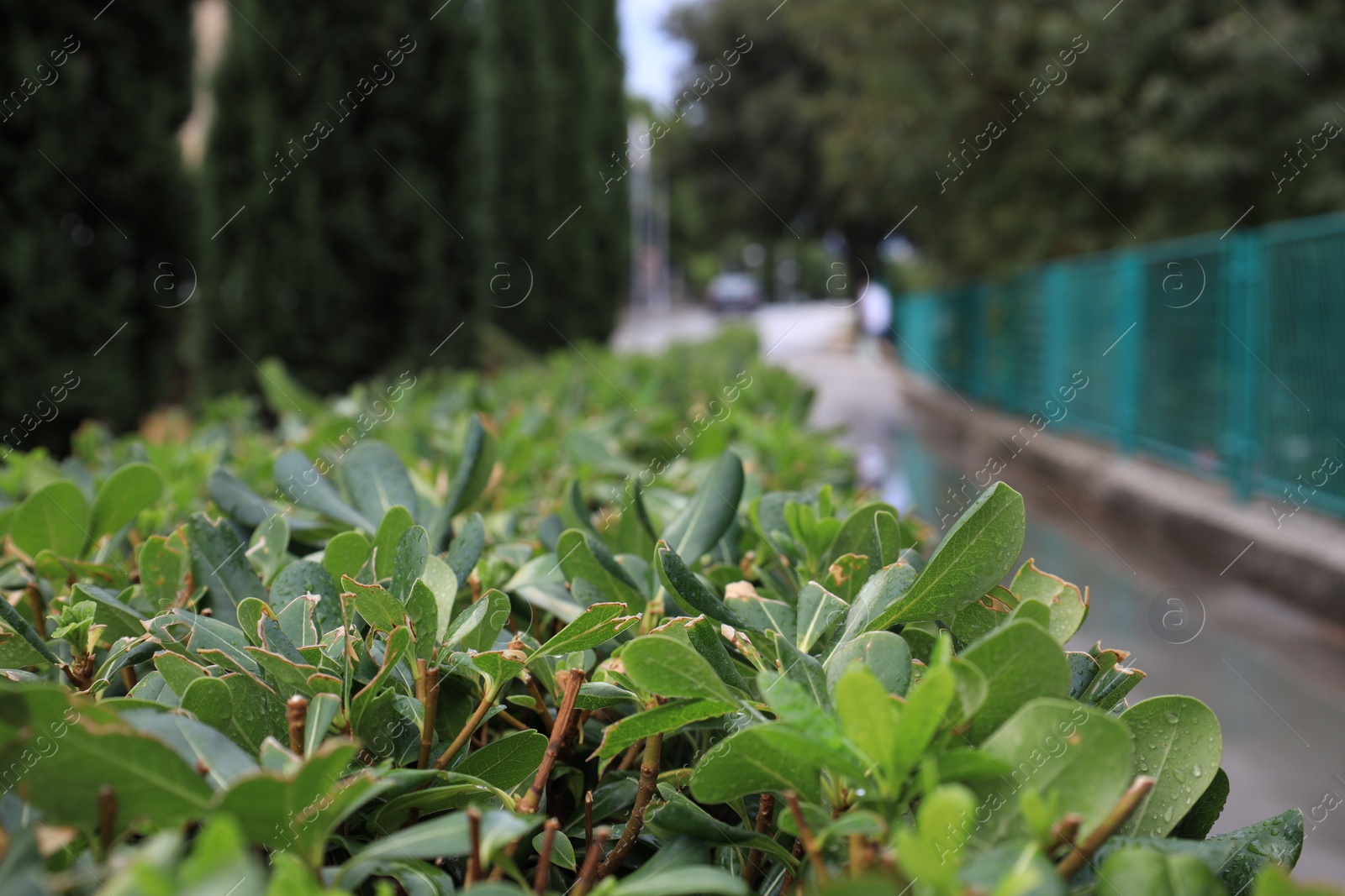 Photo of Bushes of beautiful laurel plant outdoors, closeup
