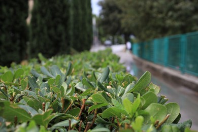 Bushes of beautiful laurel plant outdoors, closeup