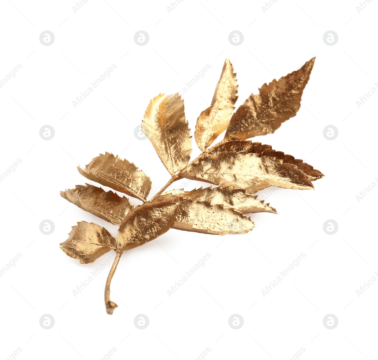 Photo of Twig of golden rowan leaves isolated on white. Autumn season