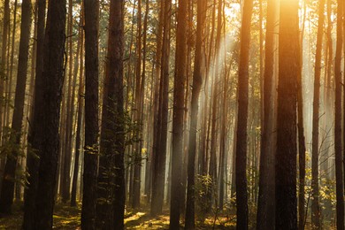 Photo of Majestic view of forest with sunbeams shining through trees in morning