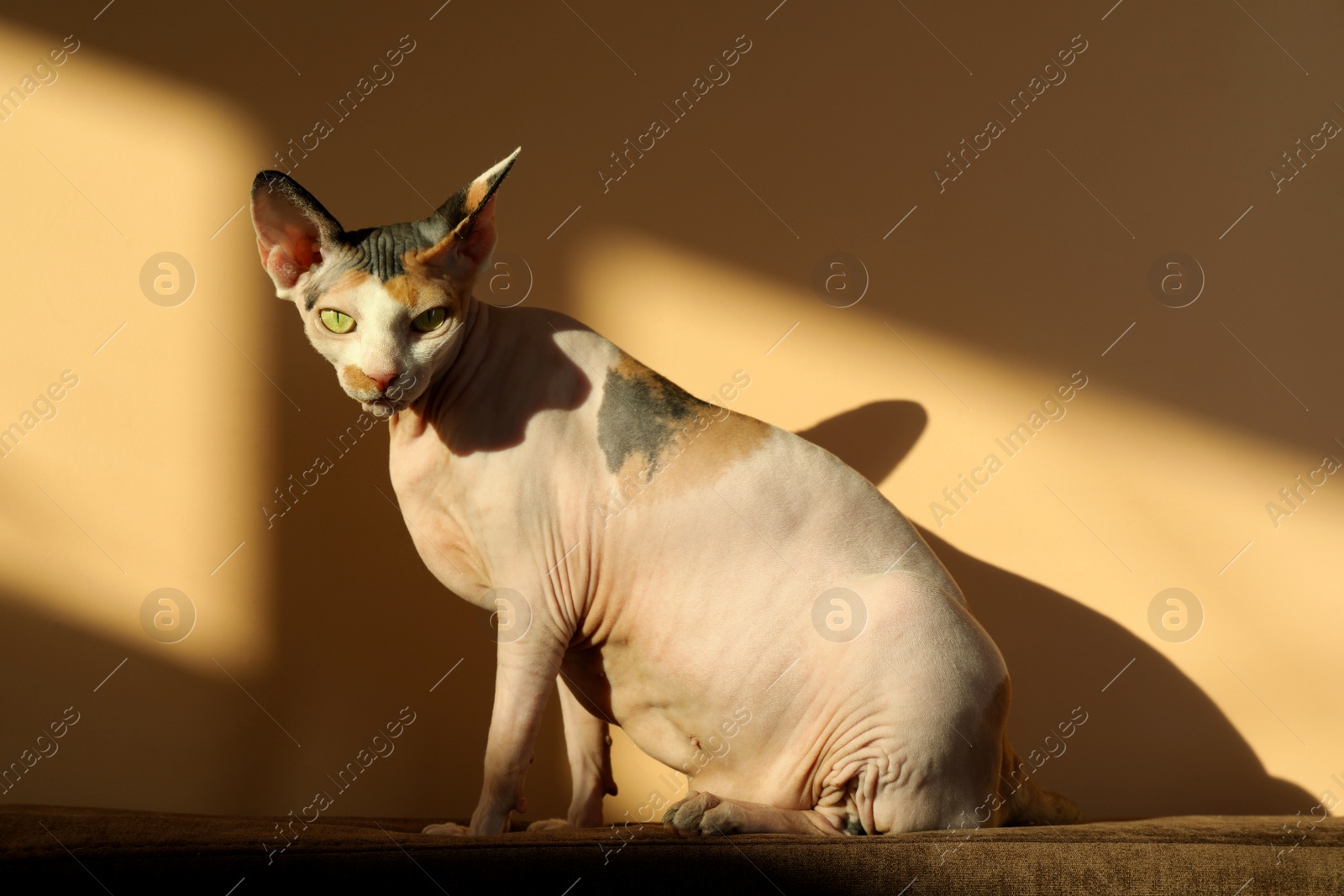 Photo of Adorable Sphynx cat on sofa near beige wall. Cute pet