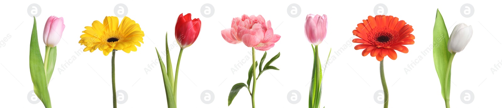 Image of Different beautiful flowers isolated on white, set