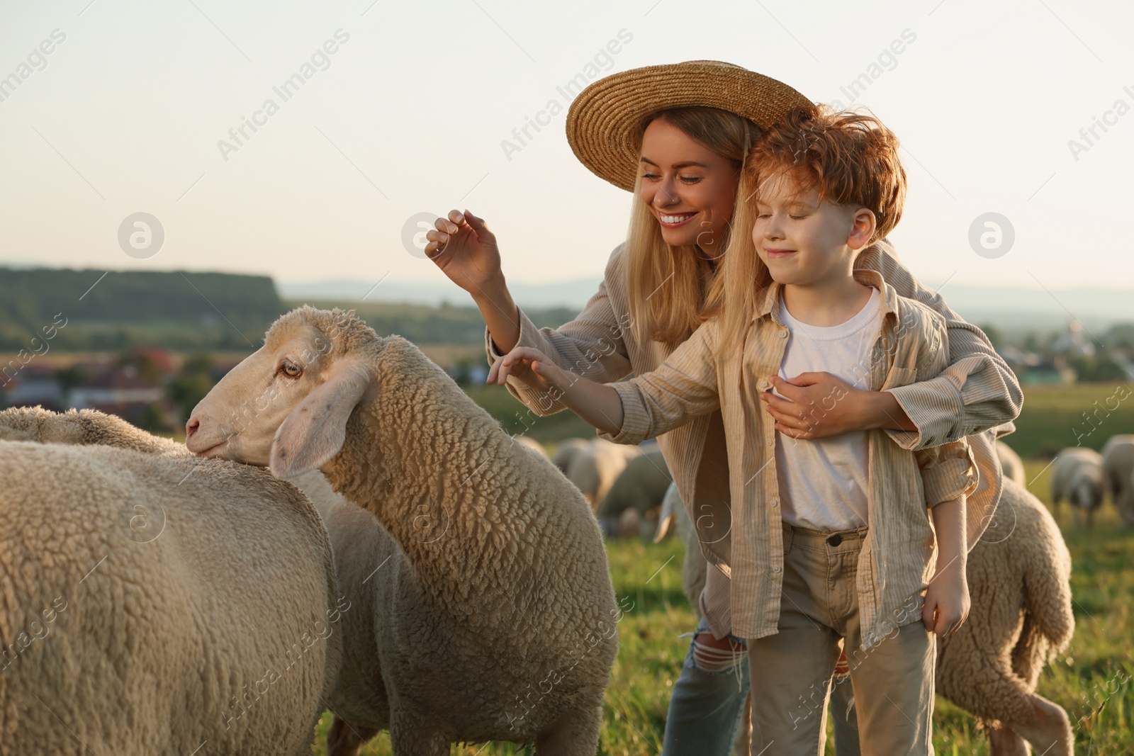 Photo of Mother and son stroking sheep on pasture. Farm animals