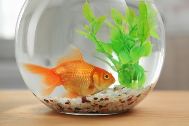 Photo of Beautiful bright small goldfish in round glass aquarium on wooden table indoors, closeup